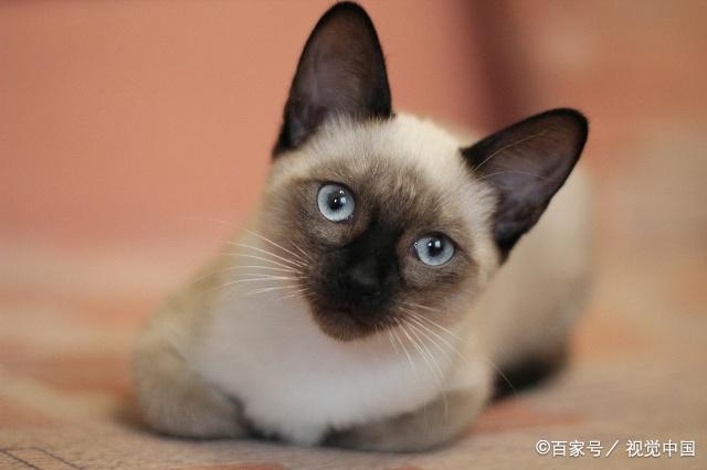 {易七娛樂現金網}(宠物猫品种大全及图片大全) {易七娛樂現金網}(宠物猫品种大全及图片大全)