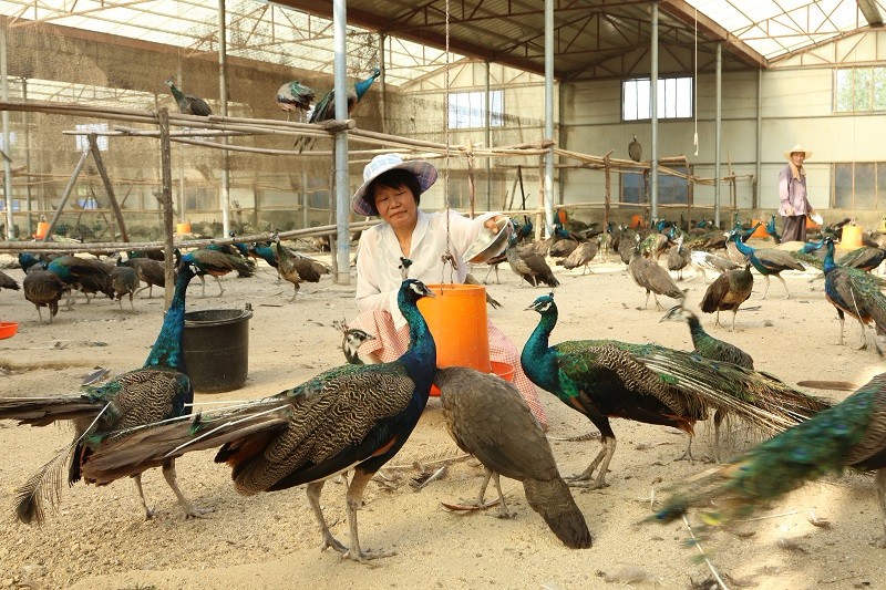 {易七娛樂老虎機}(3000元养殖什么好) {易七娛樂老虎機}(3000元养殖什么好)