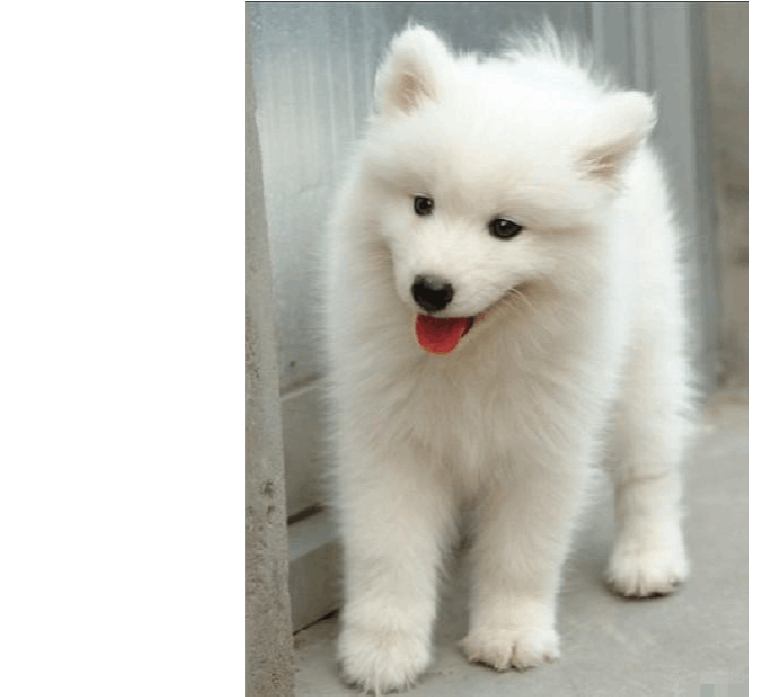 {易七娛樂體育}(小型名犬品种大全及图片) {易七娛樂體育}(小型名犬品种大全及图片)