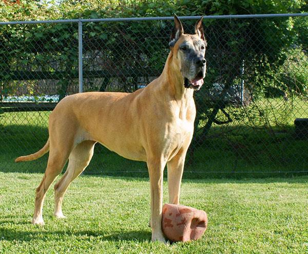 {易七娛樂體育}(小型名犬品种大全及图片) {易七娛樂體育}(小型名犬品种大全及图片)