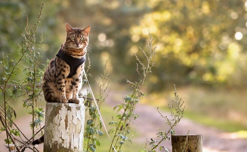 {易七娛樂}(50个最可爱的小动物作文) {易七娛樂}(50个最可爱的小动物作文)