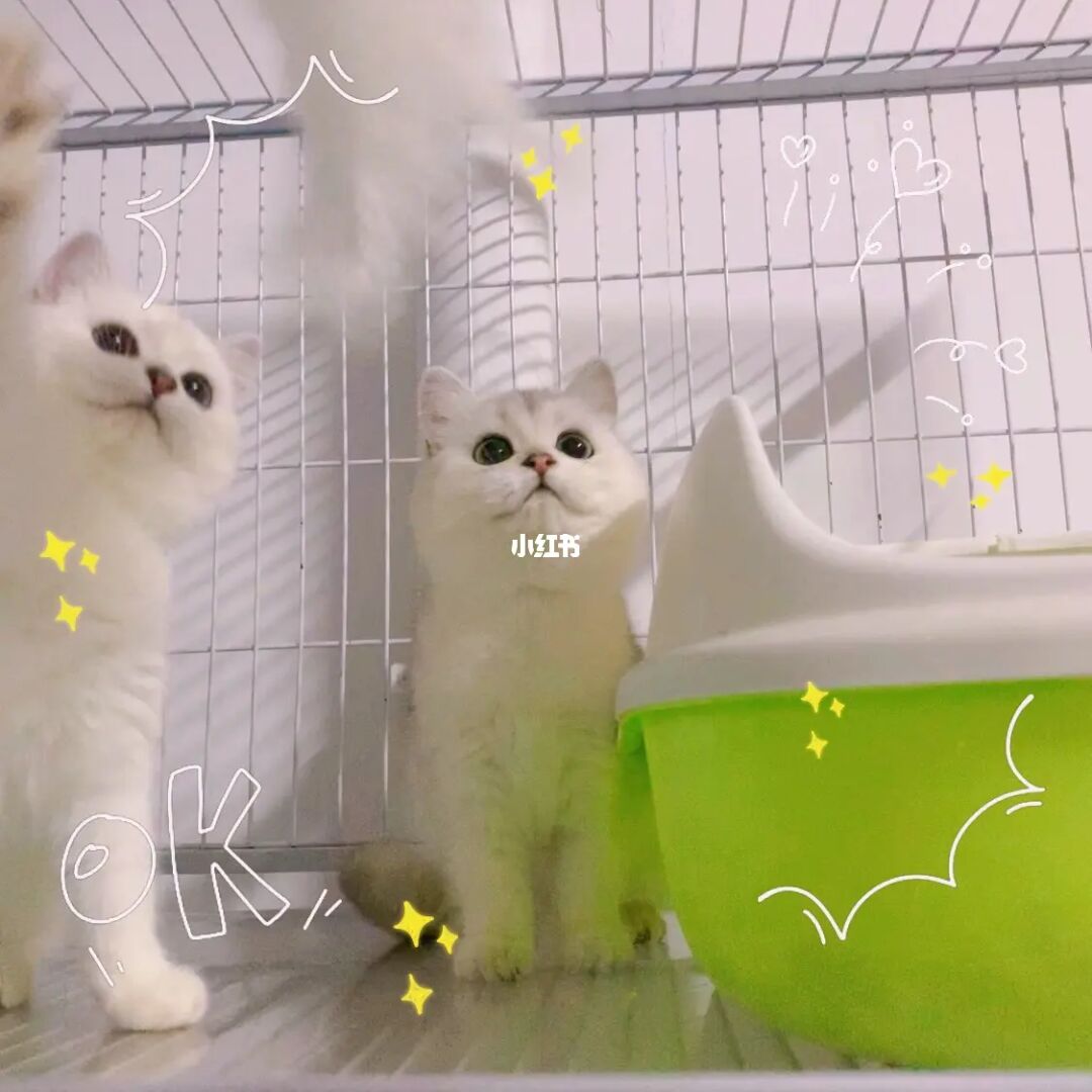 {易七娛樂}(宠物猫回收店价格表美断) {易七娛樂}(宠物猫回收店价格表美断)