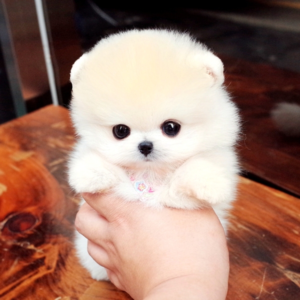 {易七娛樂現金網}(买卖宠物狗的交易平台是真的吗) {易七娛樂現金網}(买卖宠物狗的交易平台是真的吗)