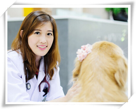 {易七娛樂捕魚機}(正规宠物医生培训学校哪个好一点) {易七娛樂捕魚機}(正规宠物医生培训学校哪个好一点)