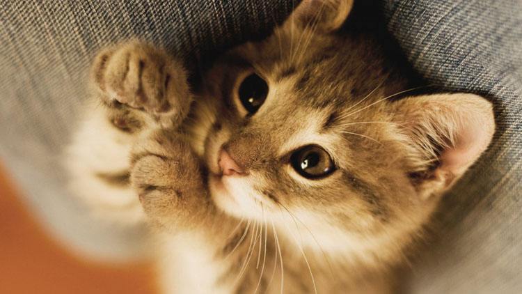 {易七娛樂捕魚機}(猫咪的图片大全大图片) {易七娛樂捕魚機}(猫咪的图片大全大图片)