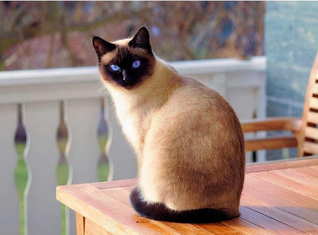 {易七娛樂}(宠物猫哪一种好养?) {易七娛樂}(宠物猫哪一种好养?)