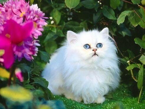 {易七娛樂}(宠物猫哪一种好养?) {易七娛樂}(宠物猫哪一种好养?)