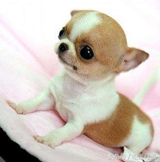 {易七娛樂註冊}(最可爱的小型犬排名) {易七娛樂註冊}(最可爱的小型犬排名)