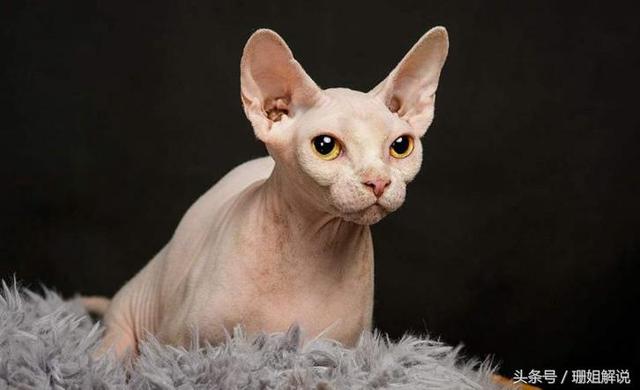 {易七娛樂註冊}(中国允许养的十种超稀有宠物) {易七娛樂註冊}(中国允许养的十种超稀有宠物)