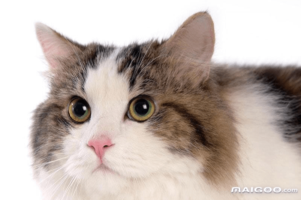 {易七娛樂老虎機}(宠物猫的品种及价格排名图片) {易七娛樂老虎機}(宠物猫的品种及价格排名图片)