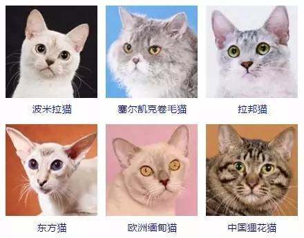 {易七娛樂老虎機}(宠物猫的品种及价格排名图片) {易七娛樂老虎機}(宠物猫的品种及价格排名图片)