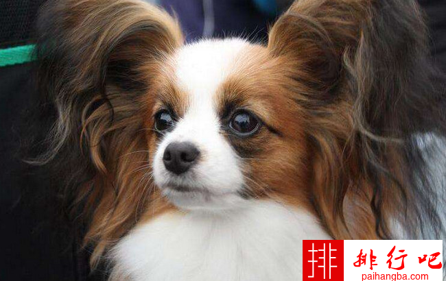 {易七娛樂捕魚機}(宠物狗大全图片及名称岳克夏更) {易七娛樂捕魚機}(宠物狗大全图片及名称岳克夏更)