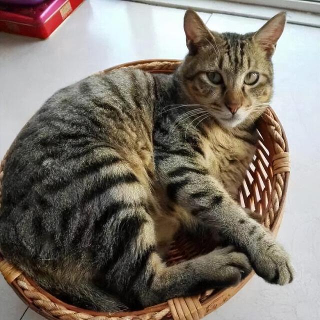 关于建议穷人养的10种猫的信息 关于建议穷人养的10种猫的信息