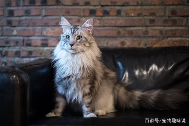 关于建议穷人养的10种猫的信息 关于建议穷人养的10种猫的信息