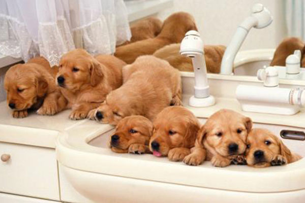 {易七娛樂體育}(普通宠物店一年收入多少) {易七娛樂體育}(普通宠物店一年收入多少)