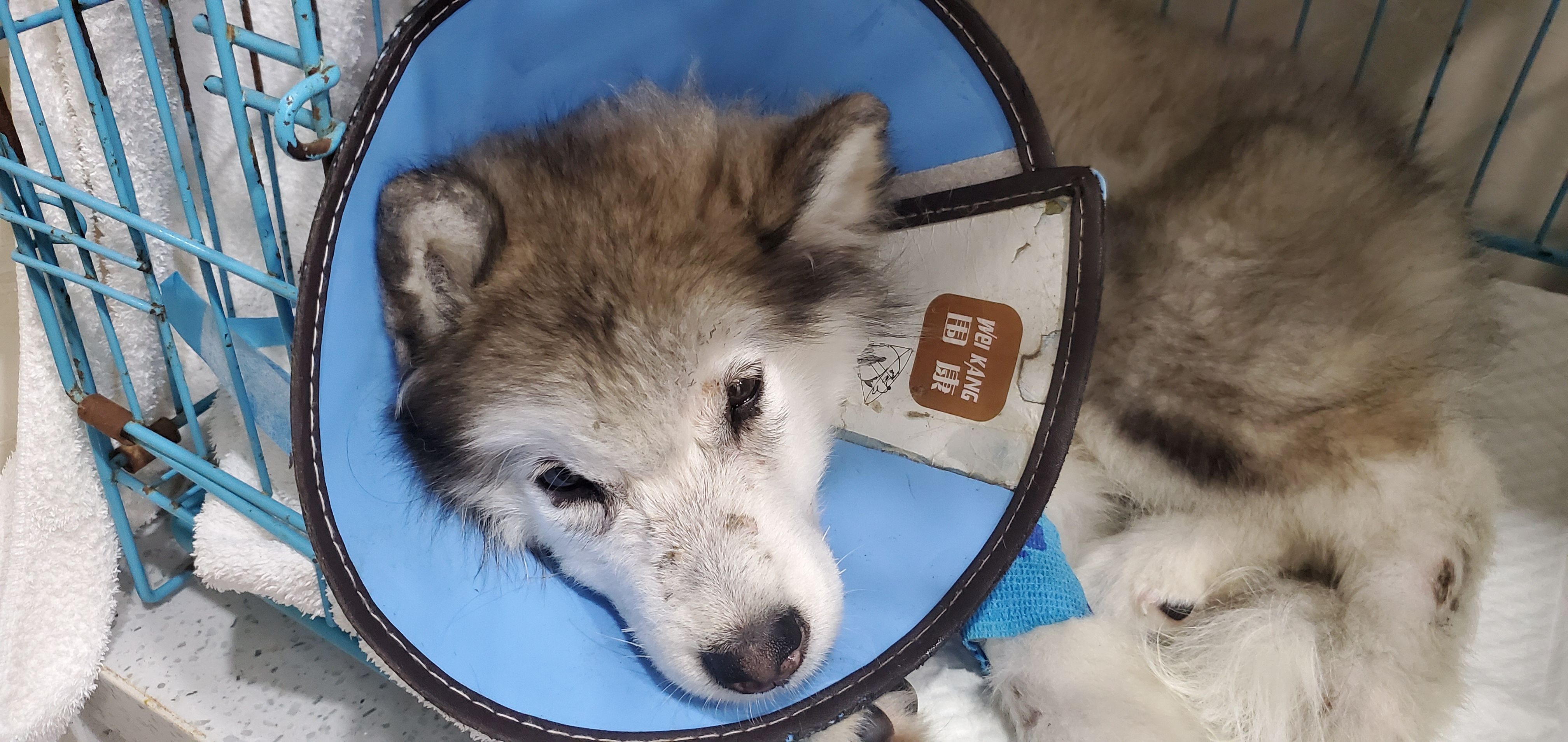 {易七娛樂捕魚機}(12345可以救助猫咪吗) {易七娛樂捕魚機}(12345可以救助猫咪吗)