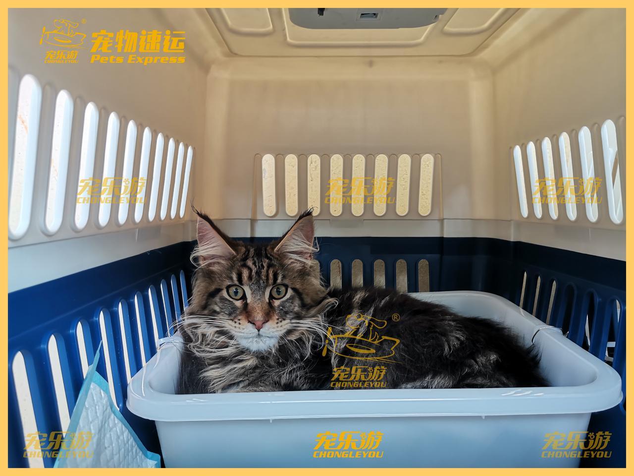 {易七娛樂捕魚機}(高铁如何给宠物办理托运) {易七娛樂捕魚機}(高铁如何给宠物办理托运)
