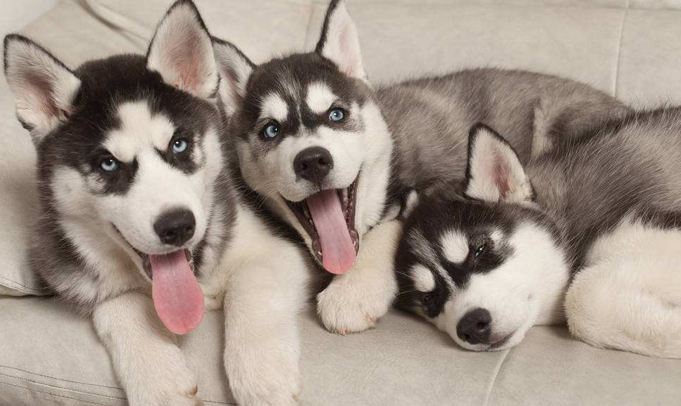 {易七娛樂}(名犬品种大全及图片) {易七娛樂}(名犬品种大全及图片)