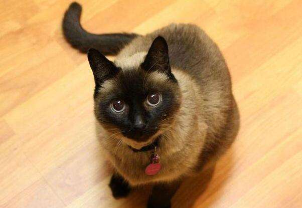 {易七娛樂百家樂}(什么猫适合新手女生养) {易七娛樂百家樂}(什么猫适合新手女生养)