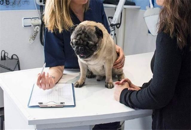 {易七娛樂體育}(宠物科普类文章) {易七娛樂體育}(宠物科普类文章)