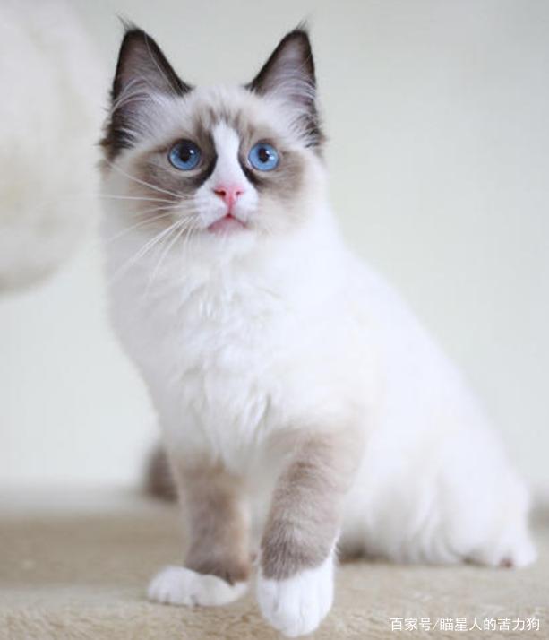 {易七娛樂老虎機}(十大最受欢迎的宠物猫价格) {易七娛樂老虎機}(十大最受欢迎的宠物猫价格)