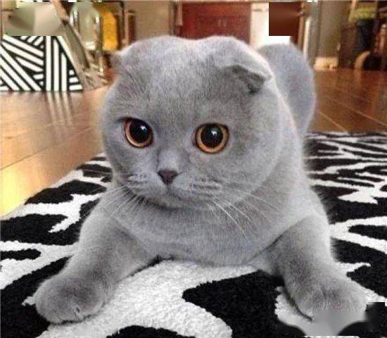 {易七娛樂老虎機}(十大最受欢迎的宠物猫价格) {易七娛樂老虎機}(十大最受欢迎的宠物猫价格)