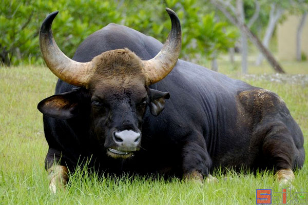 {易七娛樂體育}(中国合法养的动物目录2022) {易七娛樂體育}(中国合法养的动物目录2022)