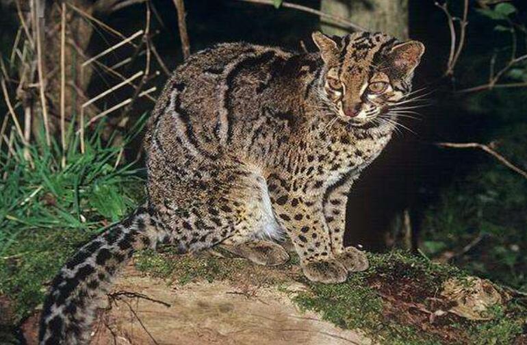 {易七娛樂體育}(中国合法养的动物目录2022) {易七娛樂體育}(中国合法养的动物目录2022)