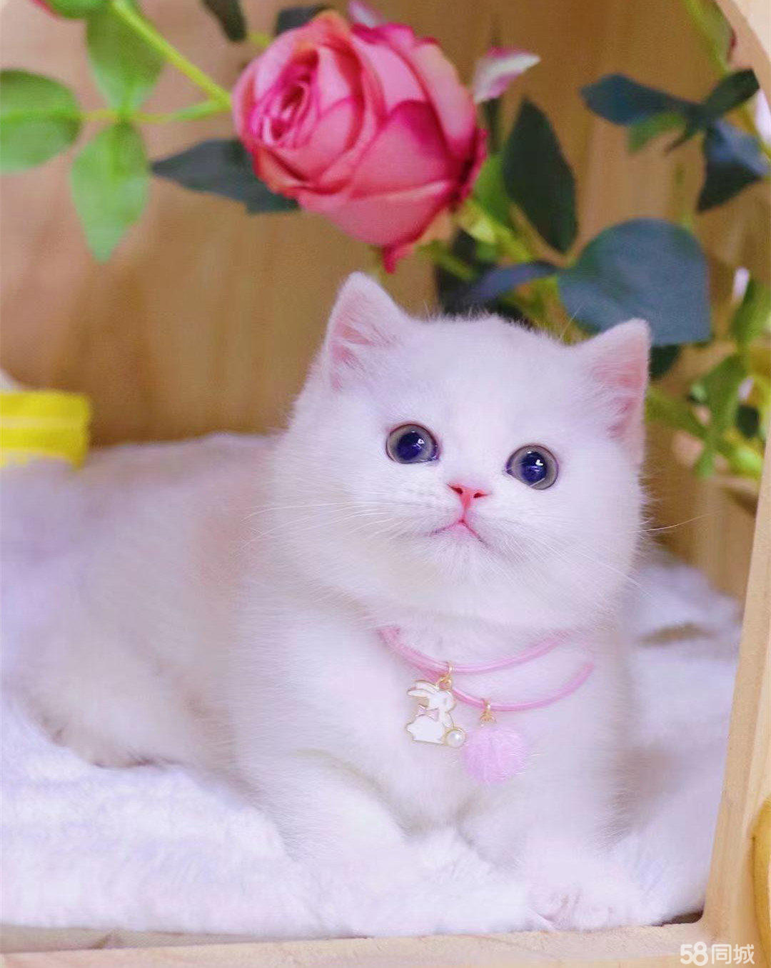 {易七娛樂老虎機}(宠物猫排名及价格假花) {易七娛樂老虎機}(宠物猫排名及价格假花)