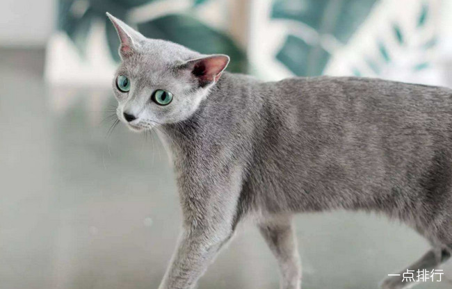 {易七娛樂老虎機}(宠物猫排名及价格假花) {易七娛樂老虎機}(宠物猫排名及价格假花)