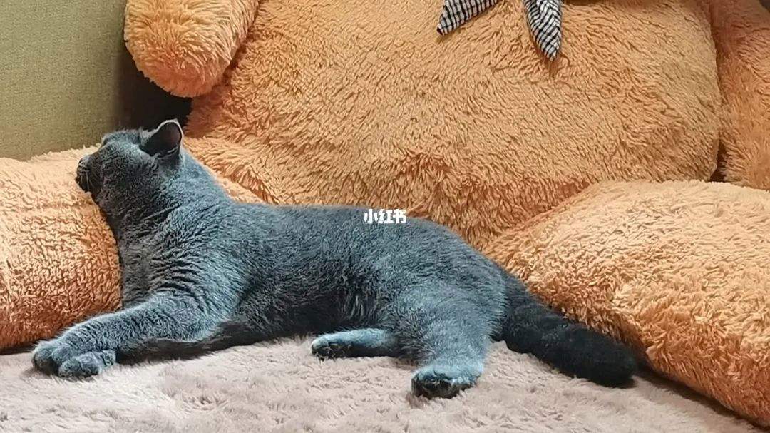 {易七娛樂註冊}(养什么宠物治愈抑郁症) {易七娛樂註冊}(养什么宠物治愈抑郁症)