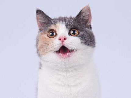 {易七娛樂現金網}(猫跑了会不会自己回来) {易七娛樂現金網}(猫跑了会不会自己回来)