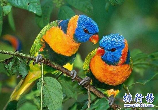 {易七娛樂捕魚機}(耐养便宜的小宠物图片) {易七娛樂捕魚機}(耐养便宜的小宠物图片)