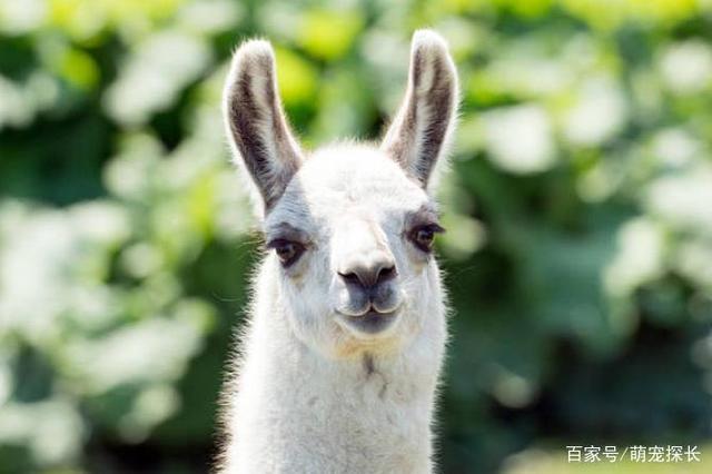 {易七娛樂捕魚機}(耐养便宜的小宠物图片) {易七娛樂捕魚機}(耐养便宜的小宠物图片)