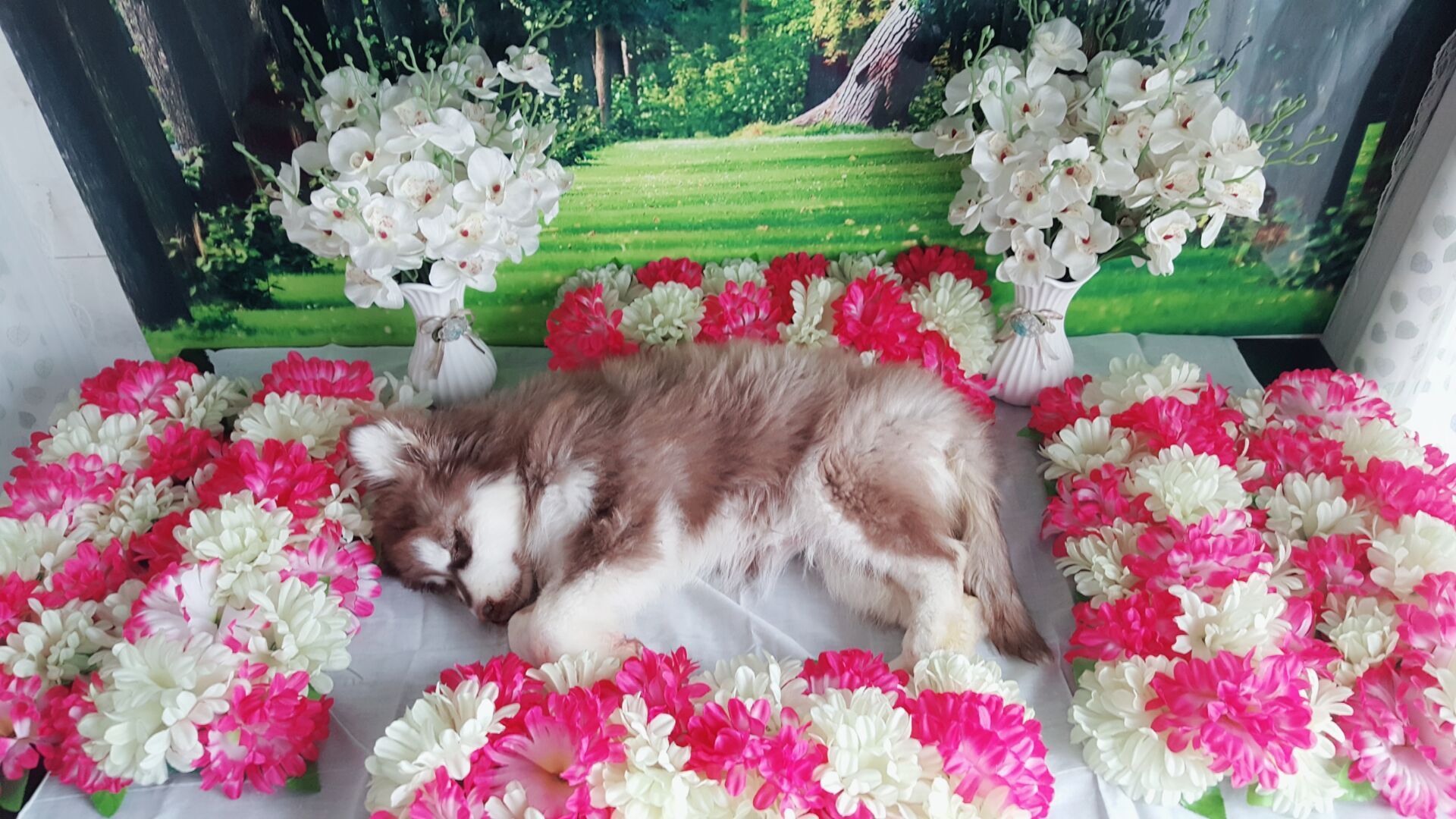 {易七娛樂現金網}(杭州宠物殡葬服务) {易七娛樂現金網}(杭州宠物殡葬服务)