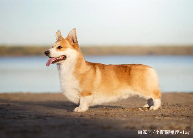 {易七娛樂體育}(宠物狗都有哪些) {易七娛樂體育}(宠物狗都有哪些)